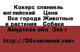 Кокерс спаниель английский  › Цена ­ 4 500 - Все города Животные и растения » Собаки   . Амурская обл.,Зея г.